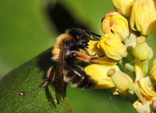 Andrena bicolor